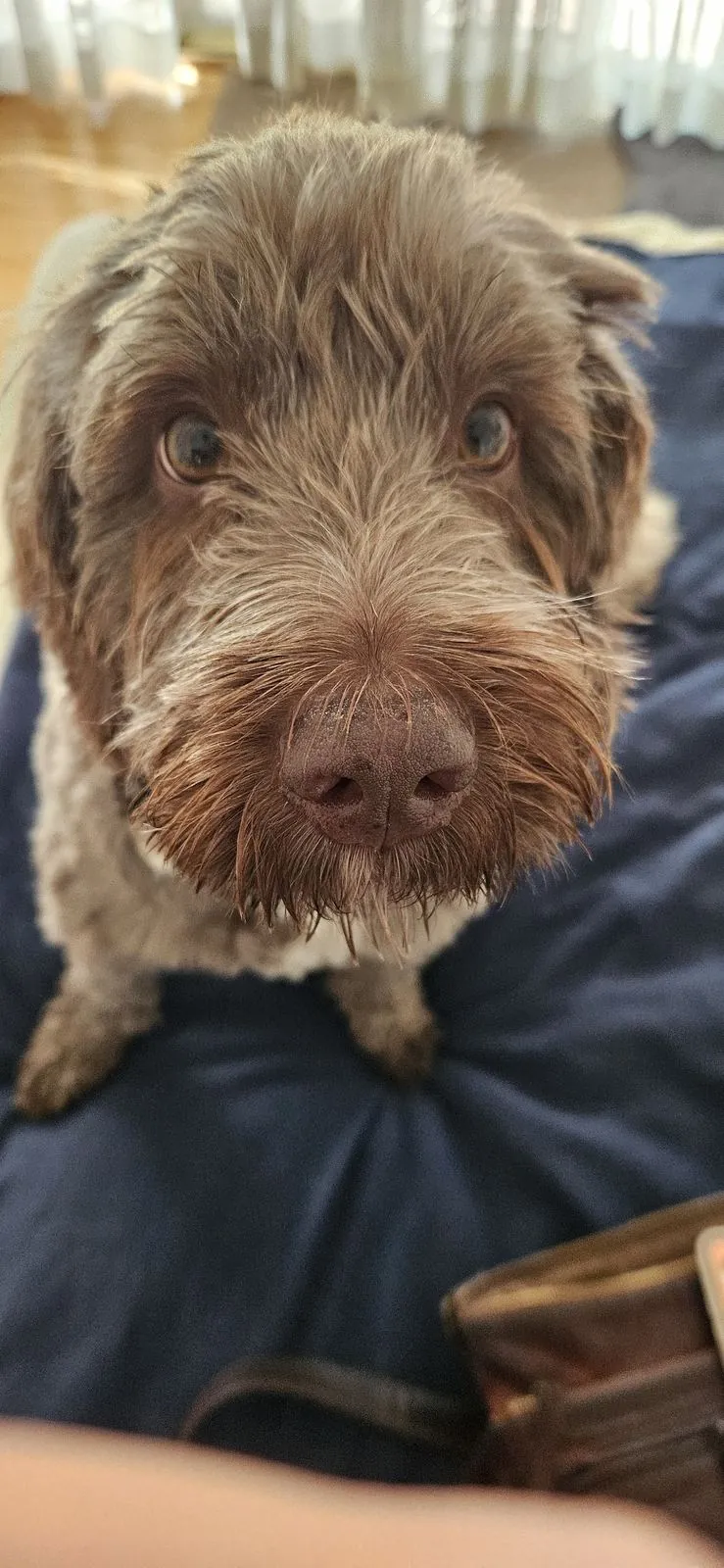 Our gentle Australian Cobberdog looking up at the camera